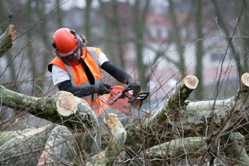 Tree Removal Service