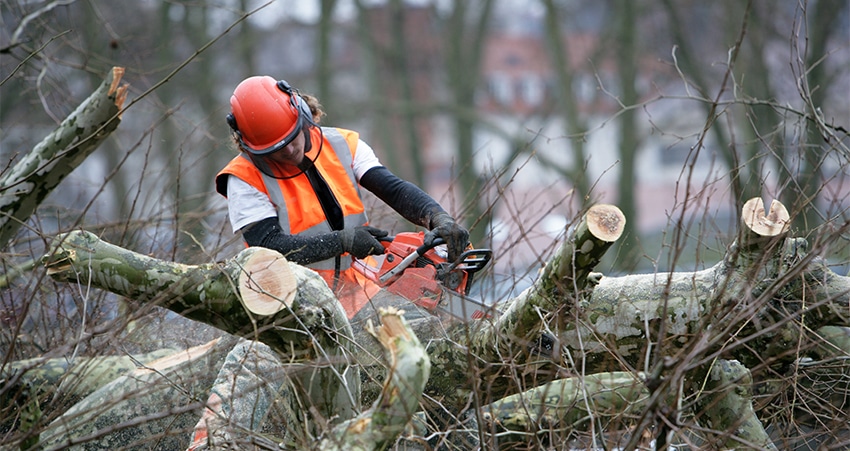 Tree Removal Service - EDJ Service LLC