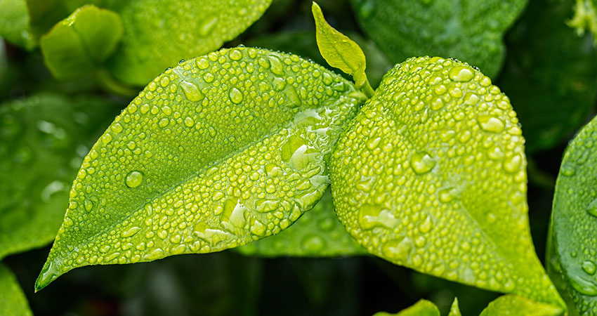 How Often Should You Water Your Plants?